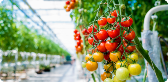 tomato greenhouse
